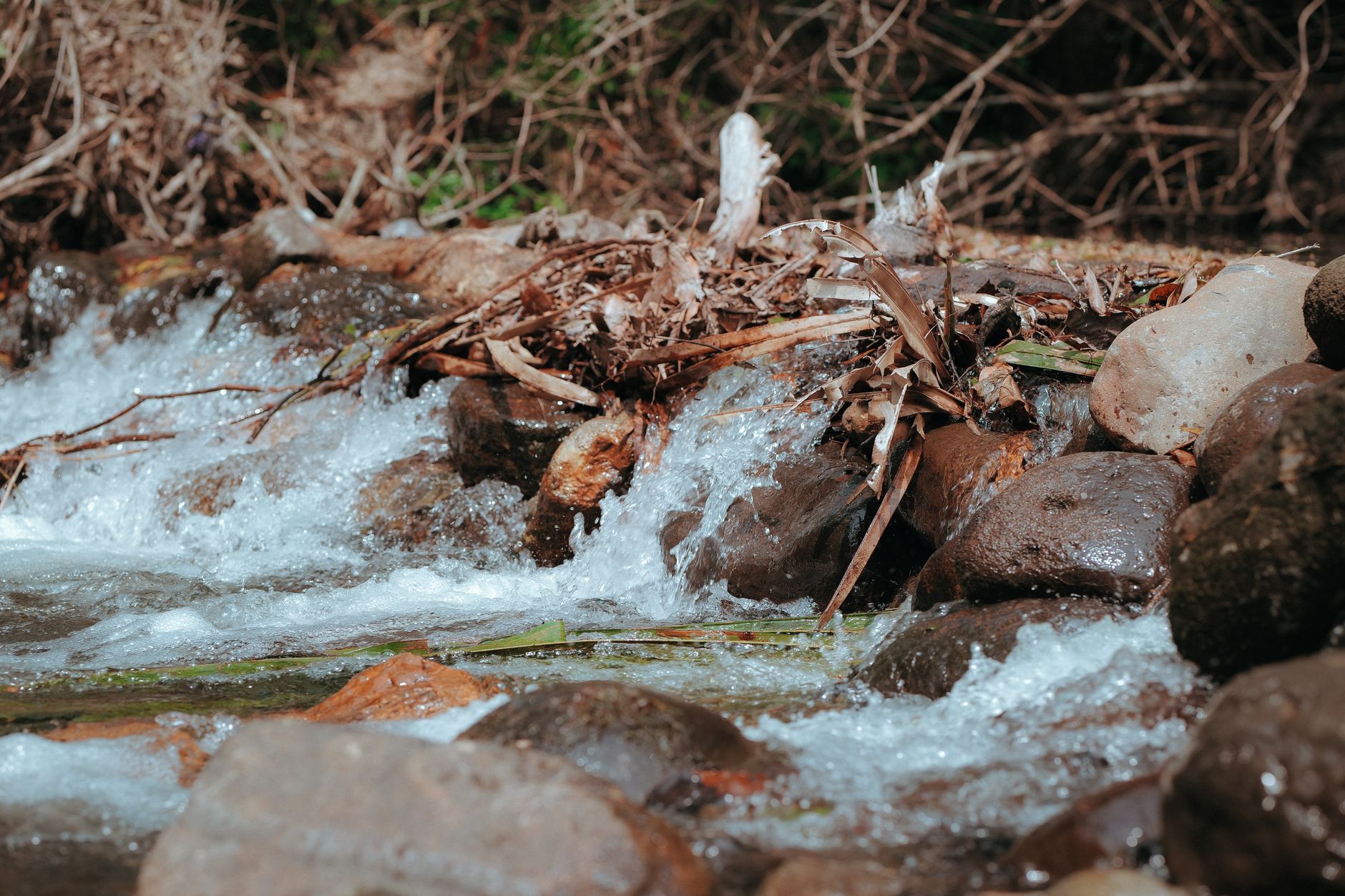 A tranquil stream cascading over rocks in a forest setting, capturing the essence of nature.