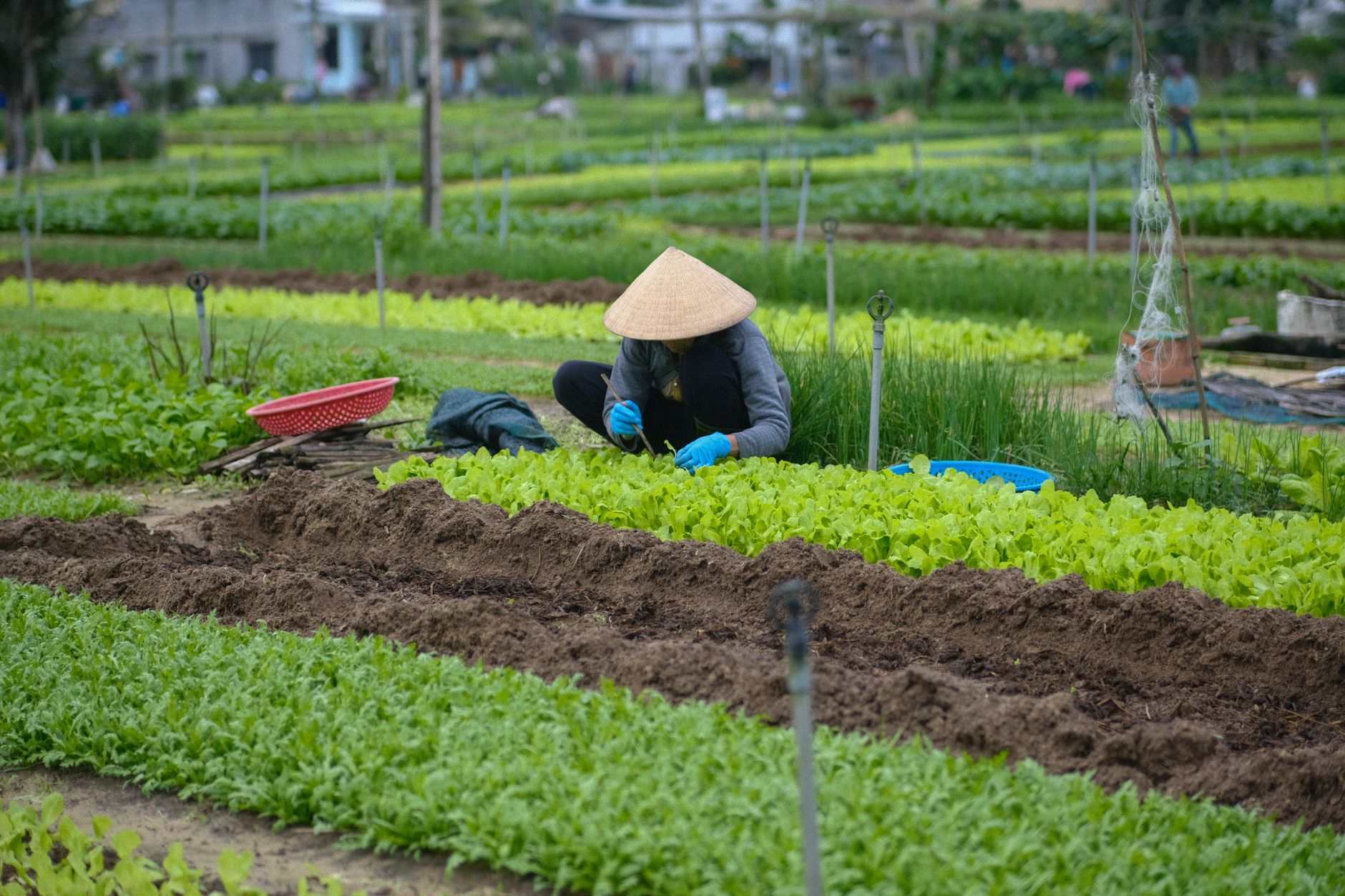 A farmer in a conical hat works on an organic vegetable farm in Da Nang, Vietnam.