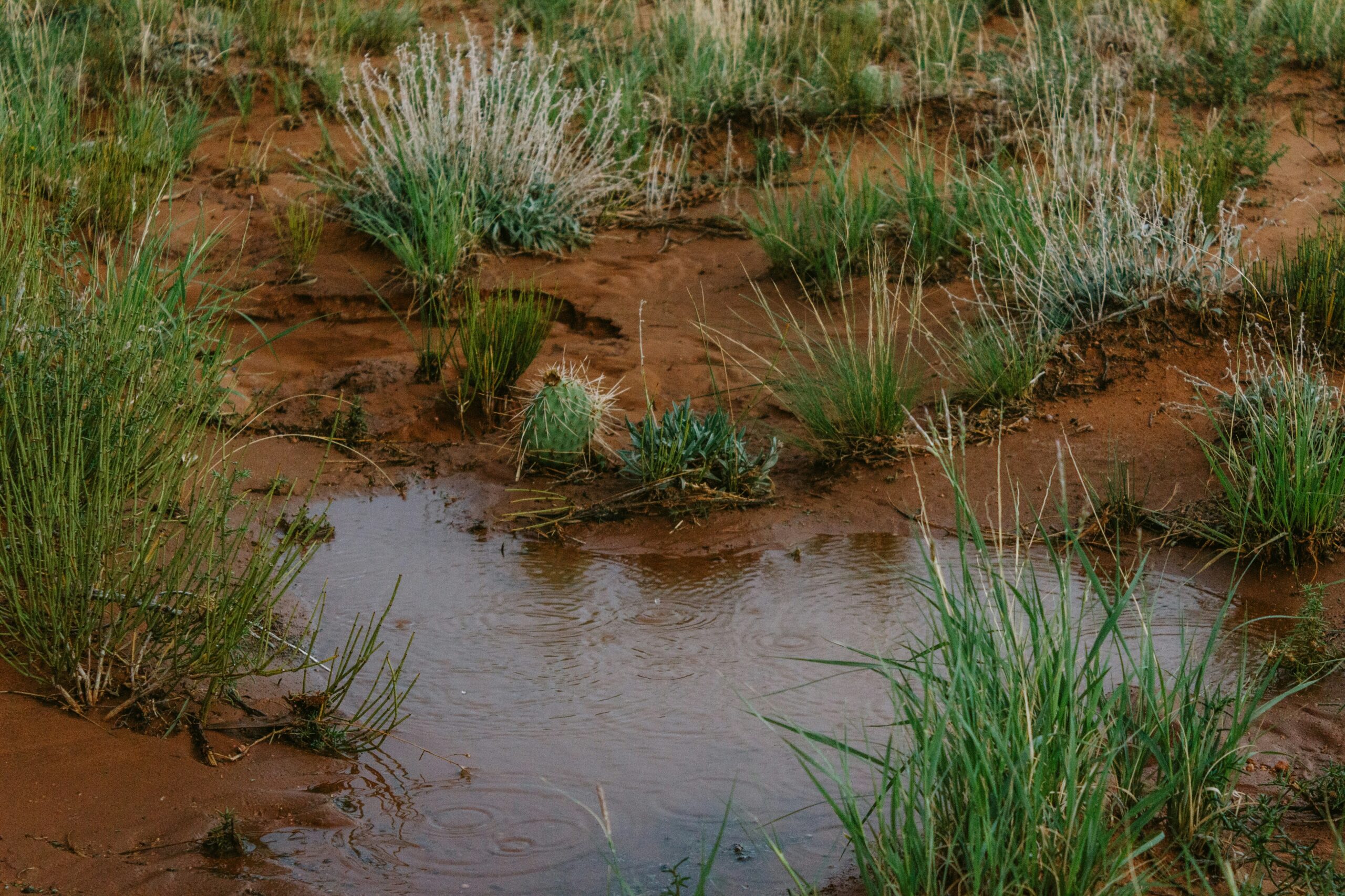 A small puddle of water in the middle of a field