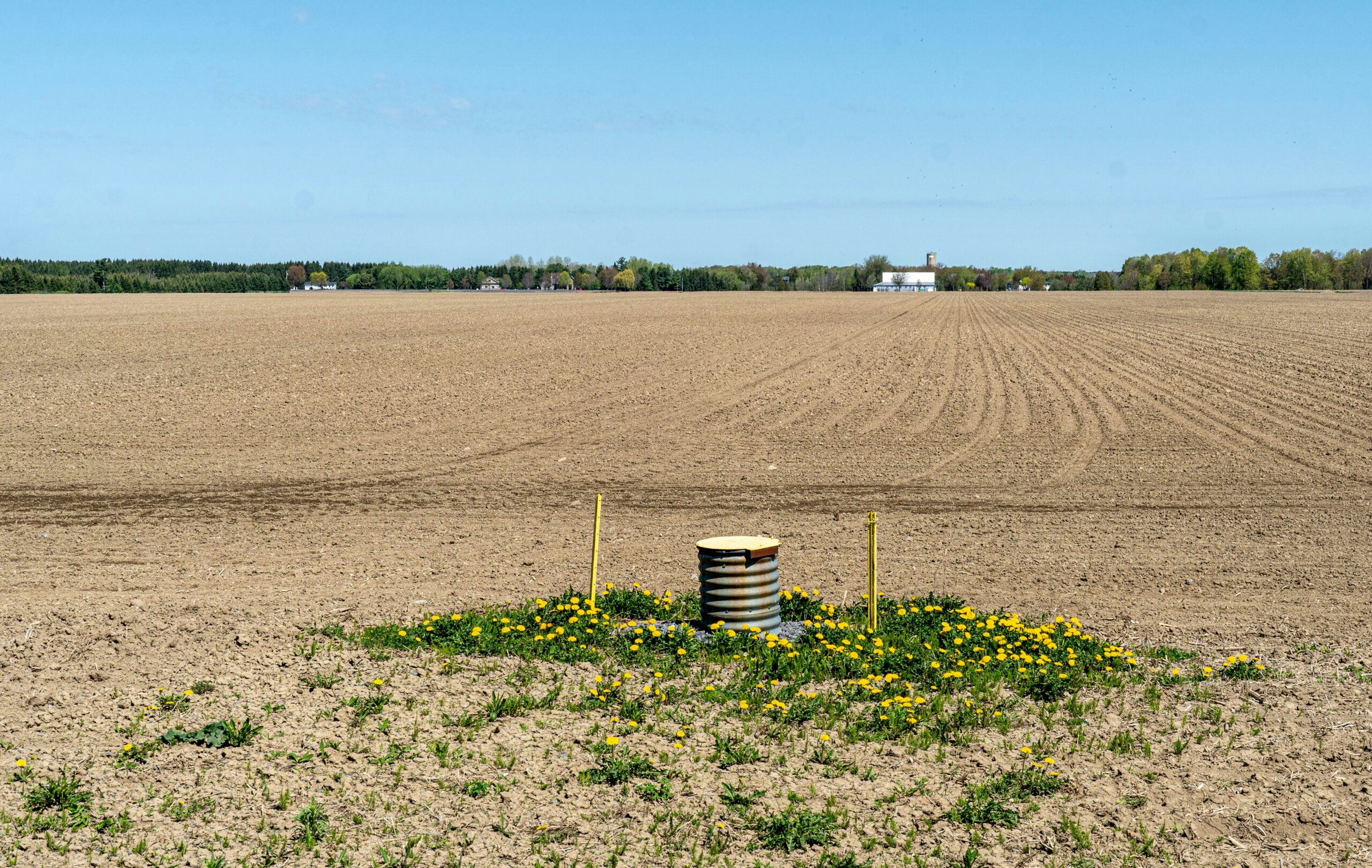 A corrugated metal well casing surrounded by yellow dandelions in a plowed field.