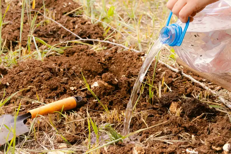 A hand using a plastic bottle to water soil in a garden setting, indicating sustainable gardening practices.
